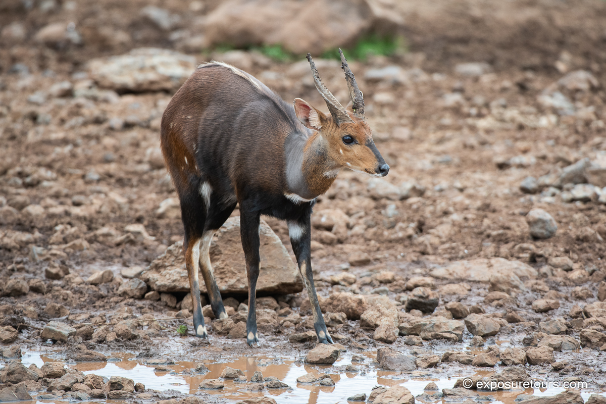 Bushbuck