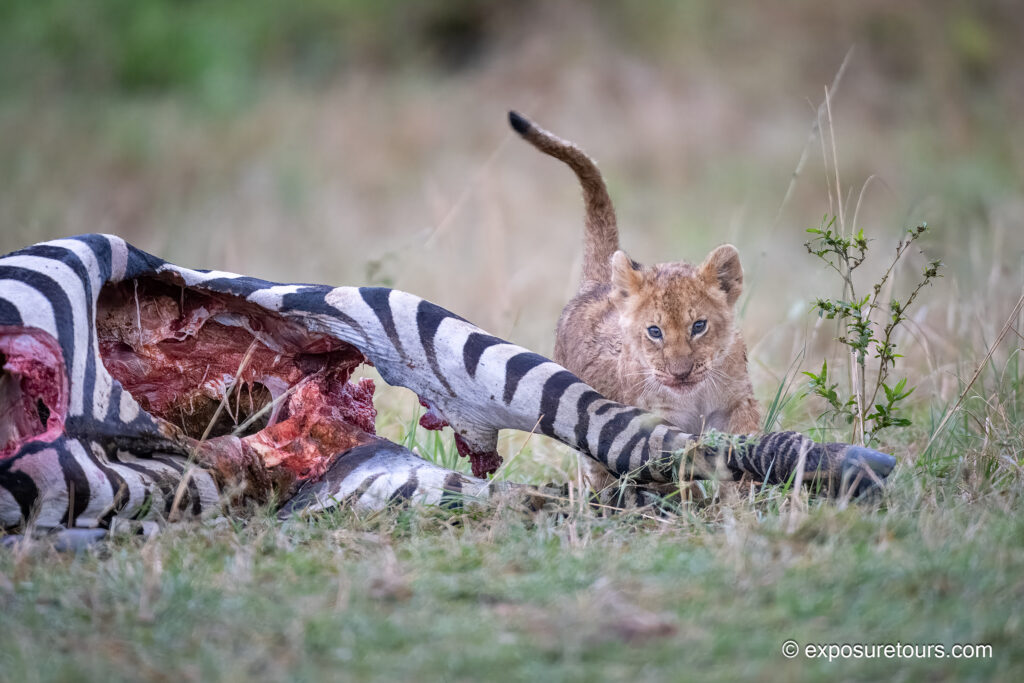 Lion cub with zebra kill