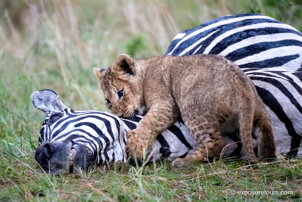 Lion cub with zebra neck