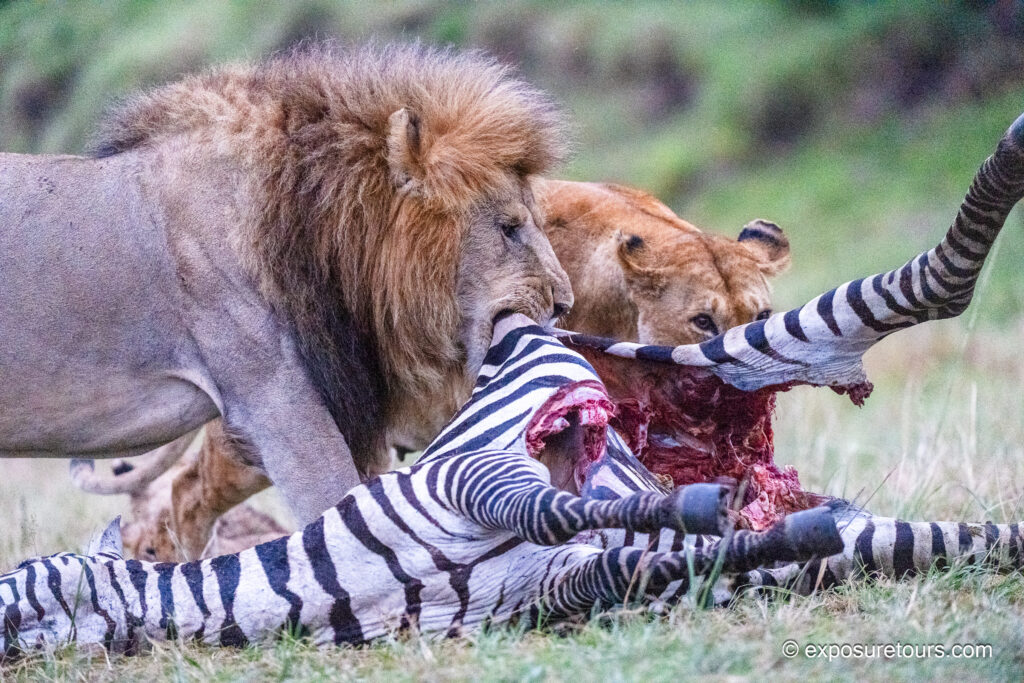 Lions with zebra kill