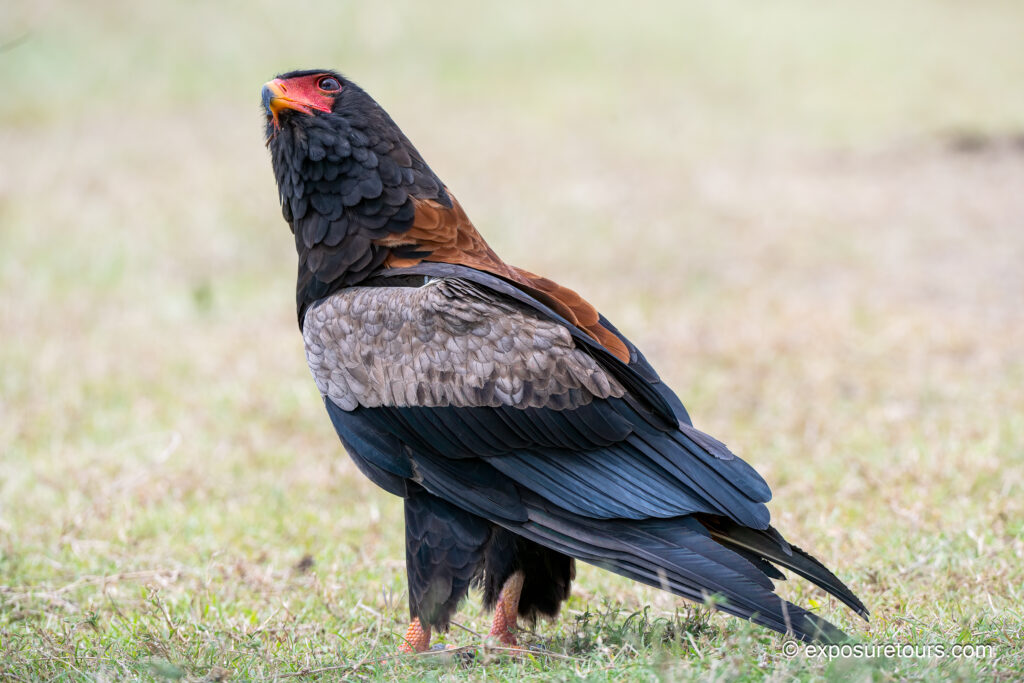 Bateleur eagle