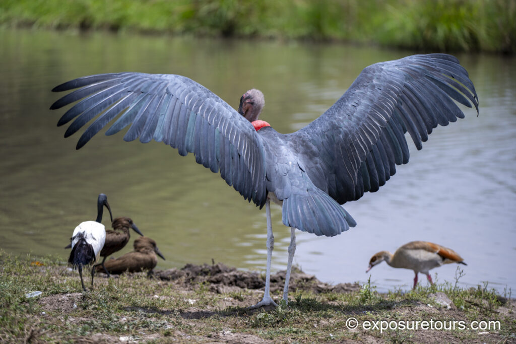 Marabou stork back wings