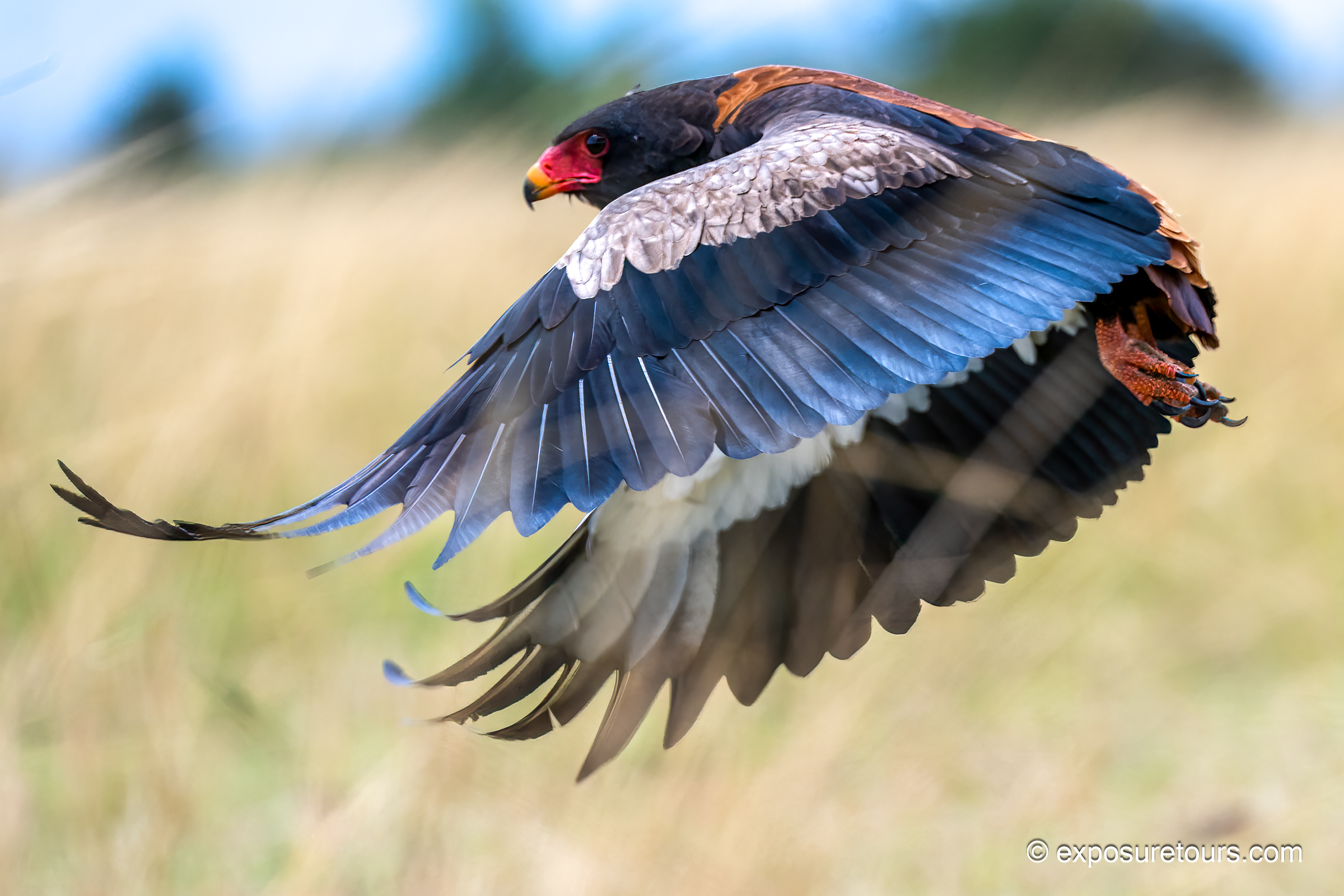 Bateleur (Bateleur eagle)