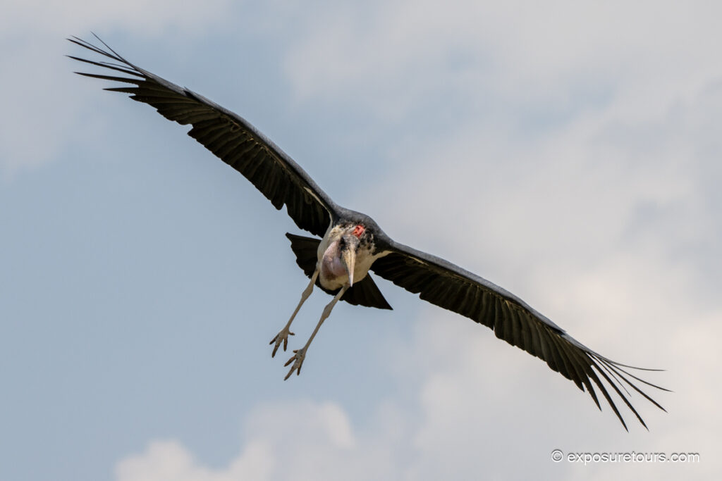 Marabou stork