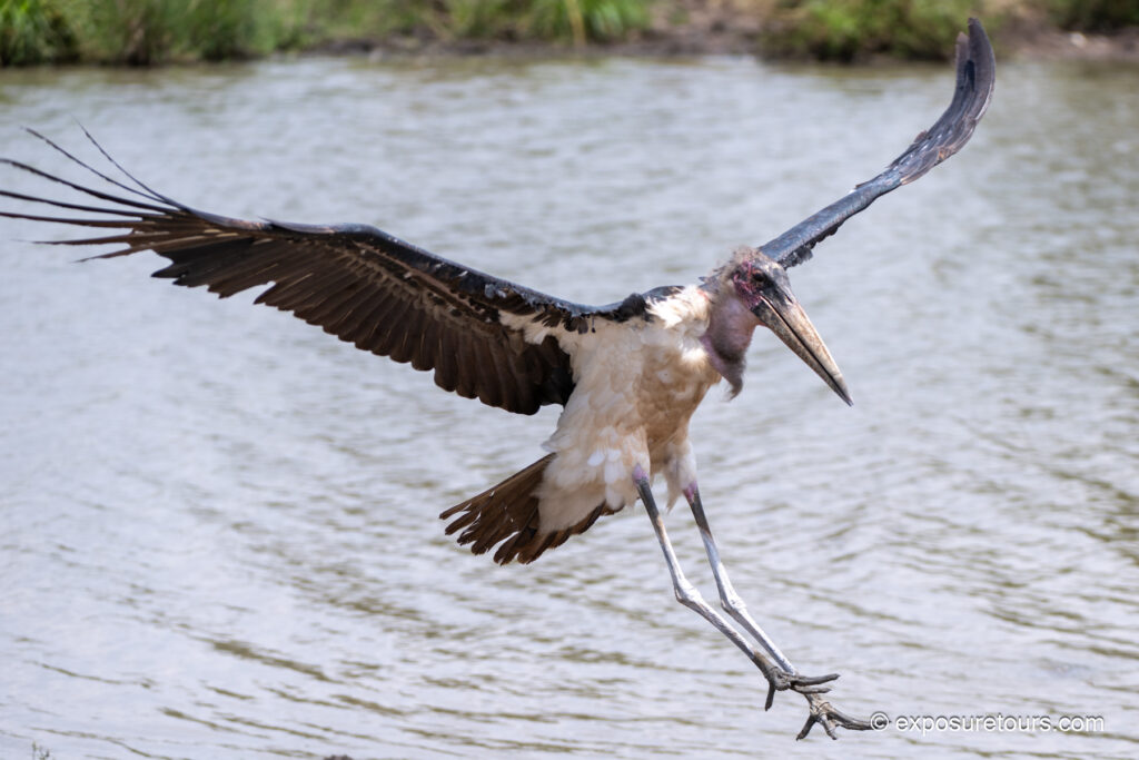 Marabou stork