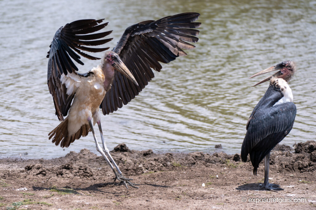 Marabou stork