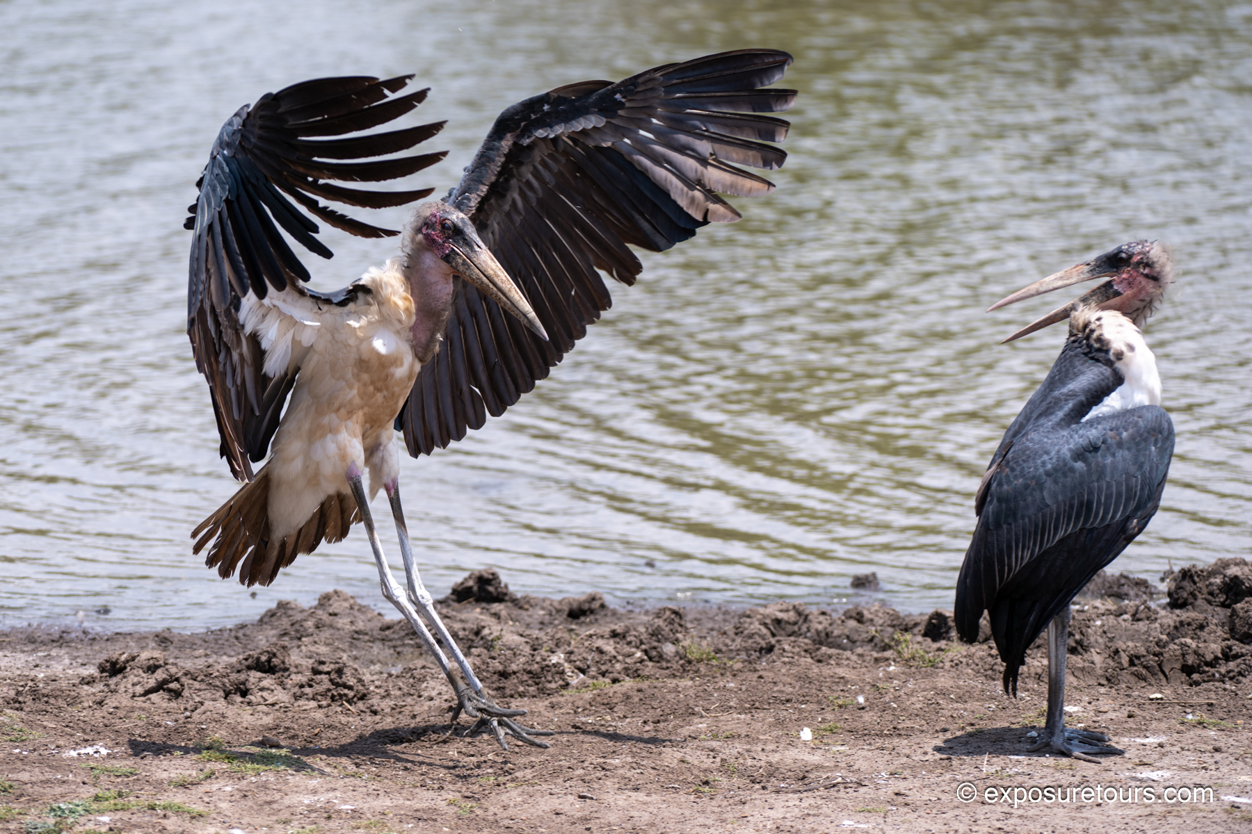 Marabou Stork