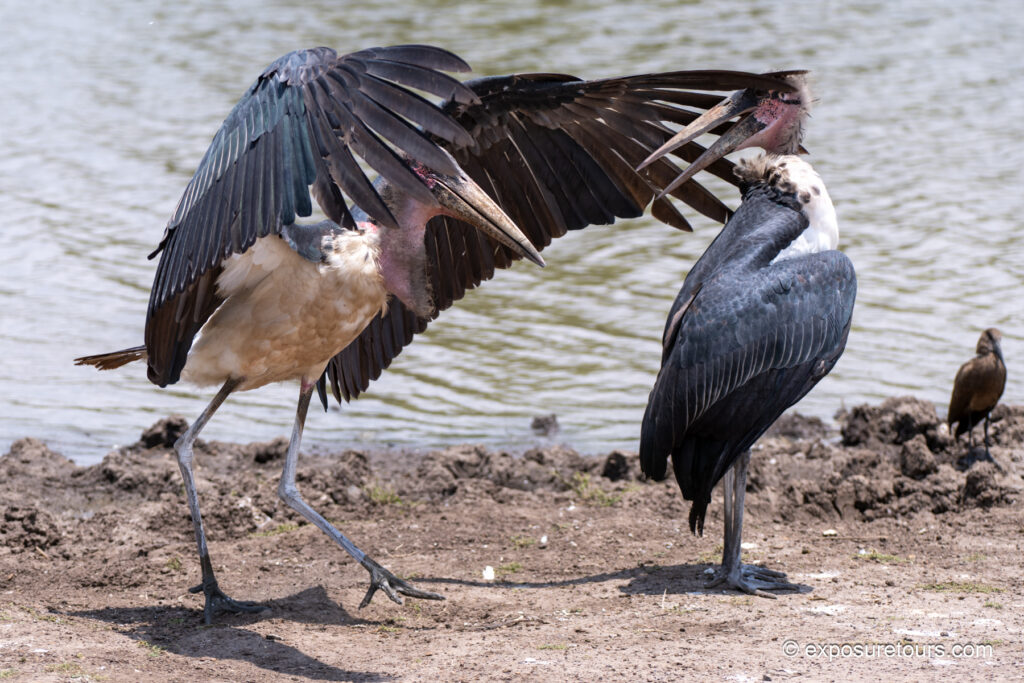 Marabou stork