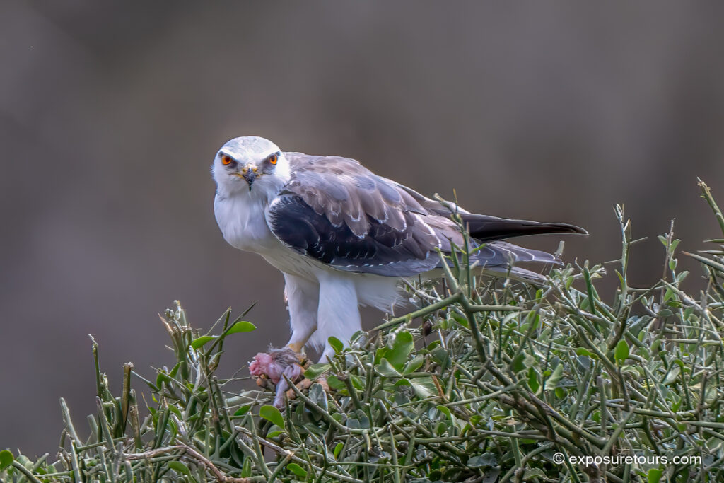 black-shouldered kite,