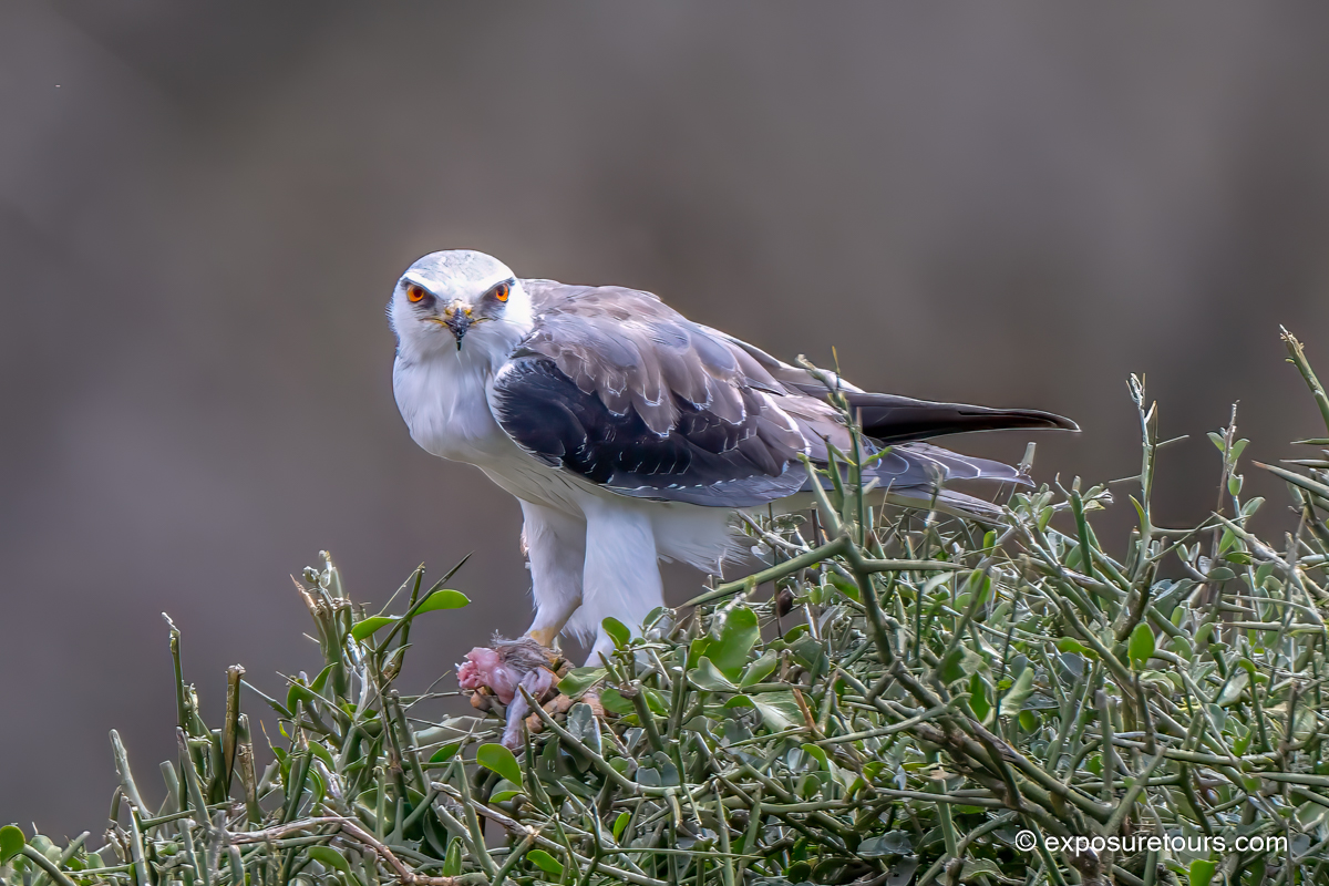 Black-Winged (Shouldered) Kite