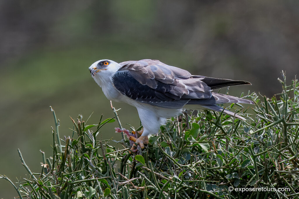 Black-Winged (Shouldered) Kite