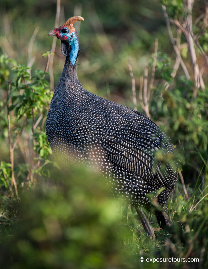 Guinea Fowl