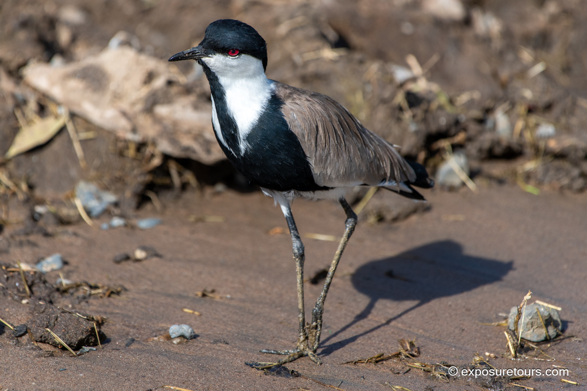 Spur-winged lapwing